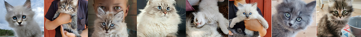 Ängeln-Rafael Cattery